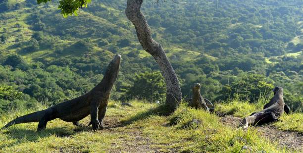 Komodo Dragon Should You Worry About Komodo Dragons While Snorkeling? Survivors' Stories Say Otherwise