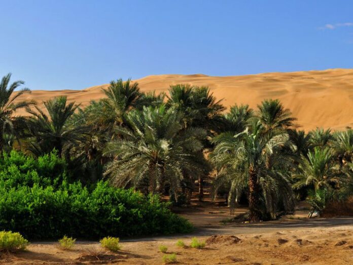 Saudi Agriculture Sector Offers Bright Prospects for Startups