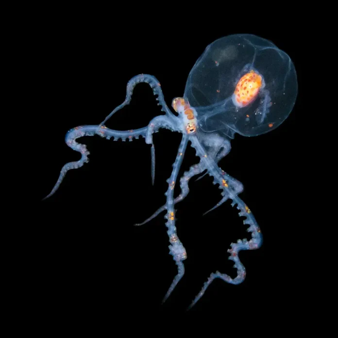 critter lembeh resorts