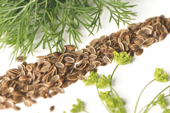 Dill Seeds