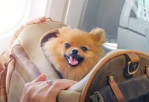 puppy bag
