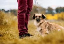 dog training chicago