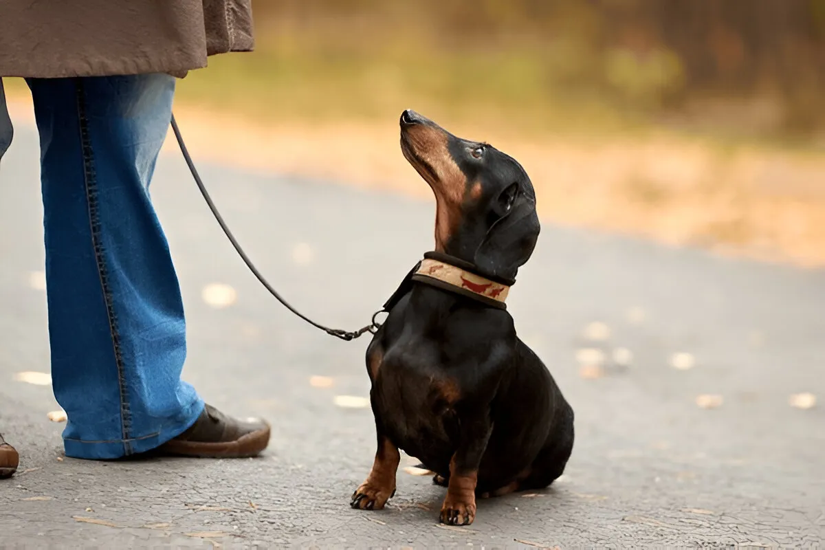 dog training chicago