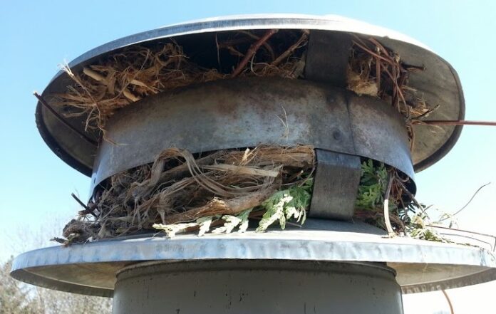Chimney Animal Removal