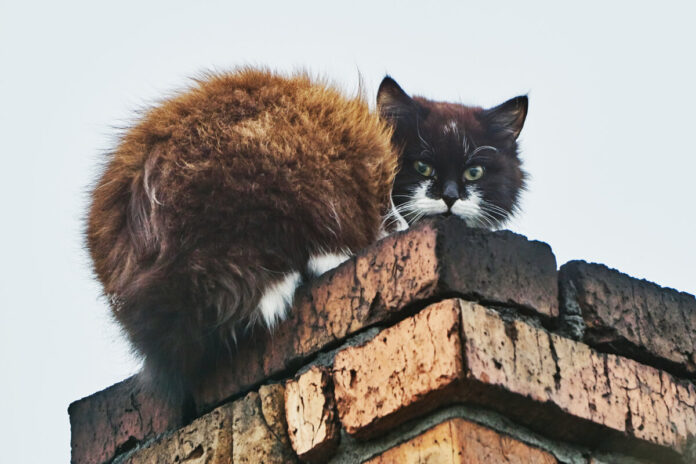 Chimney Animal Removal in Hamilton