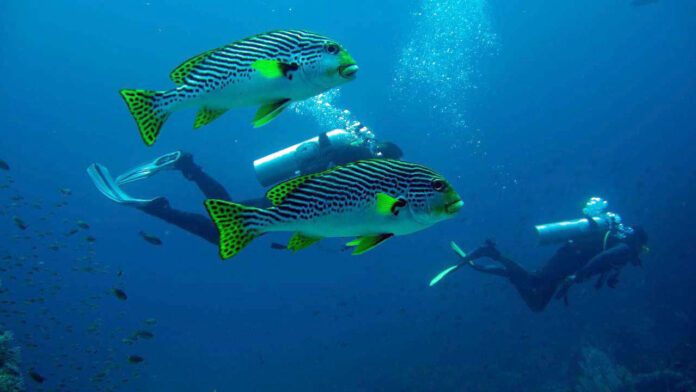 Diving Komodo: Exploring Every Type of Dive Adventure in One Destination
