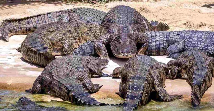 dubai crocodile park tickets